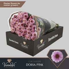 Chrysanth Santini Doria Pink 55cm 52gr.