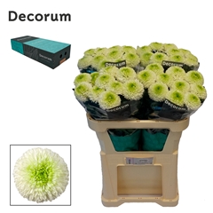 Chrysanth Single Alibaba 70cm 90gr.