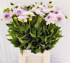 Dahlia Eveline 48cm