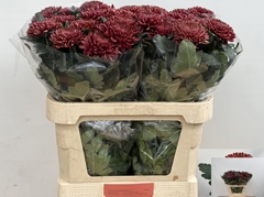 Chrysanth Single Bigoudi Red 80cm 130gr.