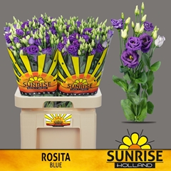 Eustoma Double Rosita Blue 70cm