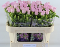 Campanula Campana Pearl Pink 70cm
