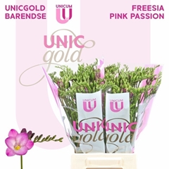 Freesia Single Pink Passion 50cm 20gr.