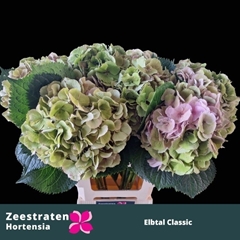 Hydrangea Elbtal Classic 65cm 17-19cm Hd