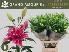Lily Oriental Double Grand Amour 100cm 5+
