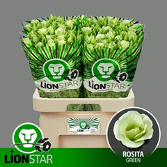 Eustoma Double Rosita Green 70cm