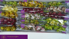 Cymbidium Mini Mix 50cm