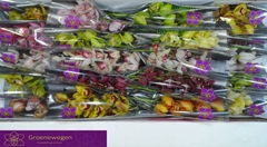 Cymbidium Mini Mix 40cm