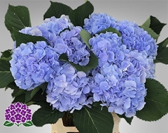 Hydrangea Verena Blue 60cm 14-16cm Hd