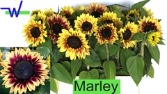 Helianthus Marley 80cm