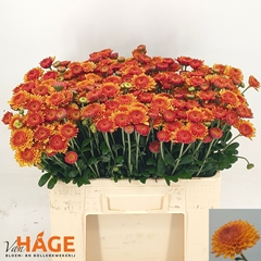 Chrysanth Spray Bella 55cm 70gr.