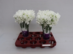 Lathyrus Winter Sunshine White 35cm