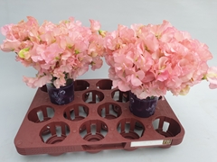 Lathyrus Parfum Salmon 25cm