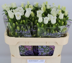 Campanula Champion White 70cm