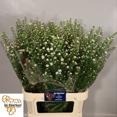 Aster Monte Cassino 90cm 35gr.