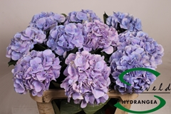 Hydrangea Marsepein Blue 75cm 18-20cm Hd