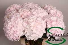 Hydrangea Sweet Verena 75cm 19-21cm Hd