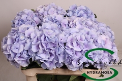 Hydrangea Verena Blue 75cm 18-20cm Hd