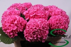 Hydrangea Glowing Alps 75cm 18-20cm Hd