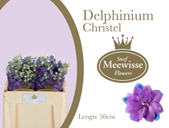 Delphinium Double Christel 50cm