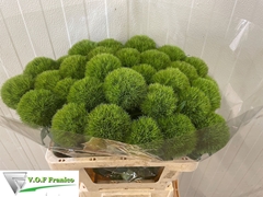 Dianthus Barb Green Trick 55cm