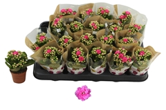 Kalanchoe Double Rosalina Nando Pink 6Ø 12cm