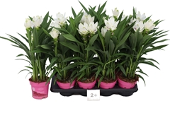 Curcuma Siam Sisto 14Ø 55cm