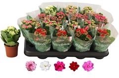 Kalanchoe Double Rosaline Mix 7Ø 15cm