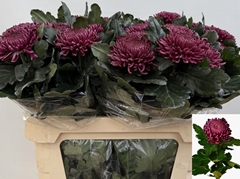 Chrysanth Single Bigoudi Purple 80cm 130gr.