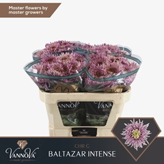 Chrysanth Single Balthazar Intense 75cm 80gr.