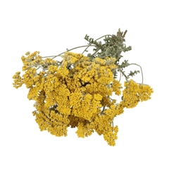 Dried Flowers Achillea Moonschine 60cm