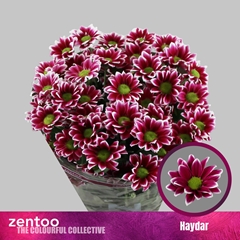 Chrysanth Spray Haydar 70cm 75gr.