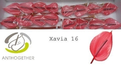 Anthurium Xavia 11cm Hd