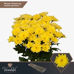 Chrysanth Spray Baltica Yellow 70cm 90gr.
