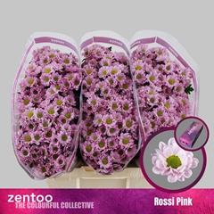 Chrysanth Santini Rossi Pink 55cm 40gr.