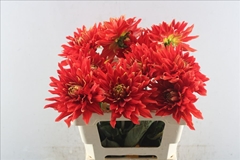 Dahlia Vulcan 55cm