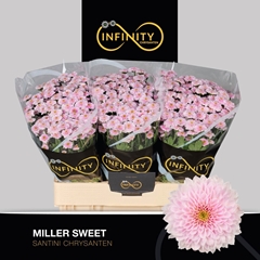 Chrysanth Santini Miller Sweet 55cm 40gr.