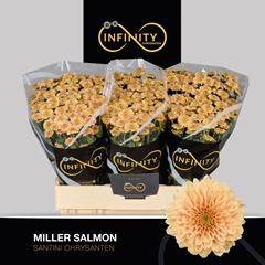 Chrysanth Santini Miller Salmon 55cm 40gr.