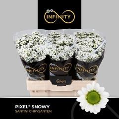 Chrysanth Santini Pixel Snowy 55cm 36gr.