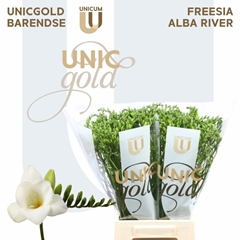 Freesia Single Alba River 50cm 20gr.