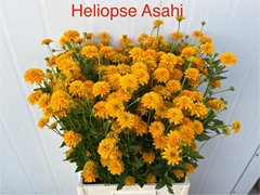 Heliopsis Helianthoides Asahi 70cm