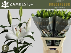 Lily Oriental Zambesi 95cm 5+