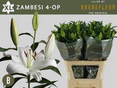 Lily Oriental Zambesi 90cm 4+
