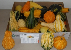 Cucurbita Pepo Maya Mix 12cm