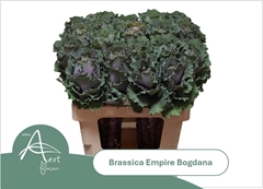 Brassica Empire Bogdana 60cm