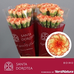 Dianthus Single Boiro 65cm