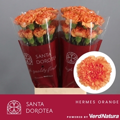 Dianthus Single Hermes Orange 65cm