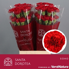 Dianthus Single Don Pedro 65cm