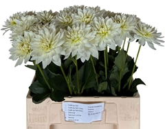 Dahlia Karma Maarten Zwaan 60cm