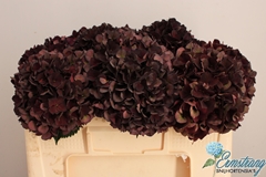 Hydrangea Dark Ruby Classic 50cm 14-16cm Hd